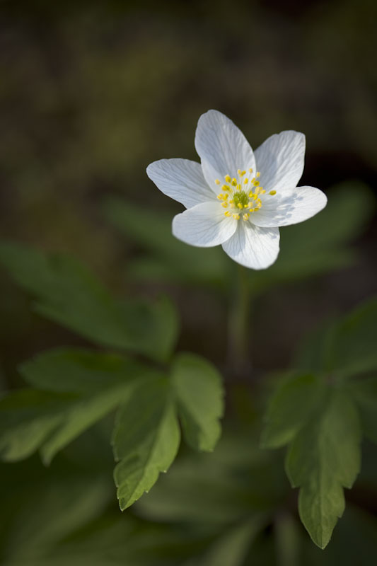 “star-like wood anemone flower