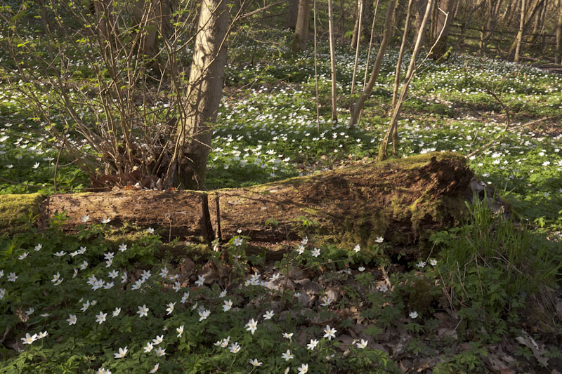 “carpets of wood anemone in gillfield wood